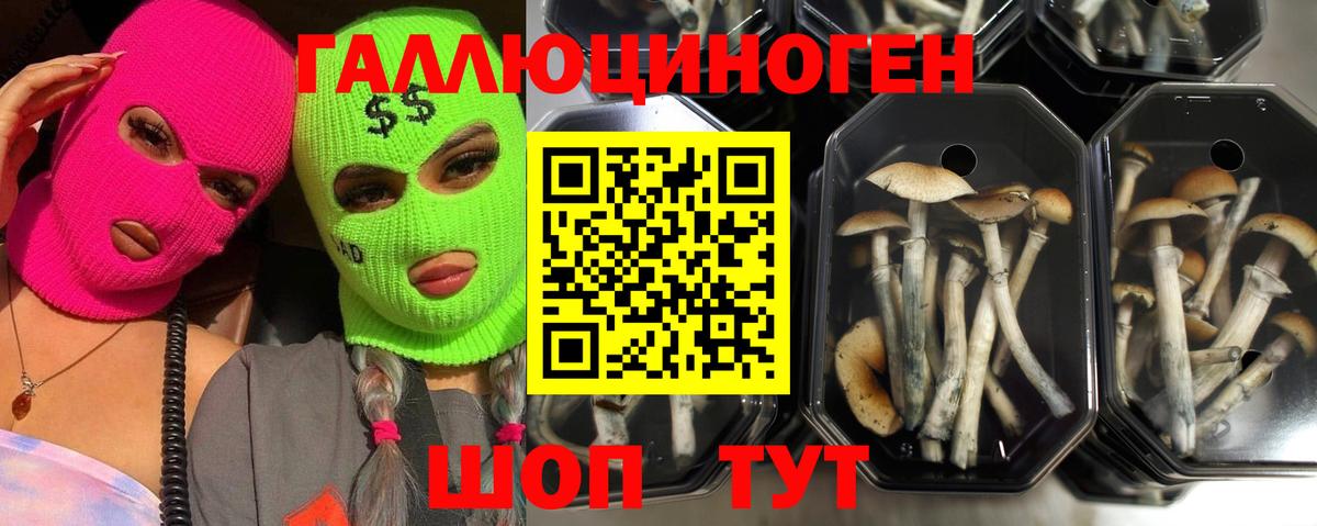 Галлюциногенные грибы прущие грибы  Алексин  Галлюциногенные грибы MAGIC MUSHROOMS 